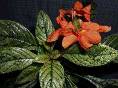 Crossandra variegated with flowers