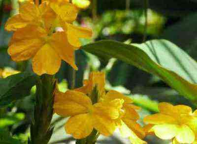 Crossandra with yellow flowers
