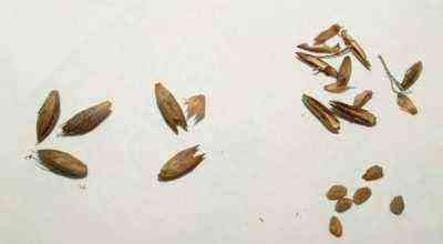 Crossandra seeds