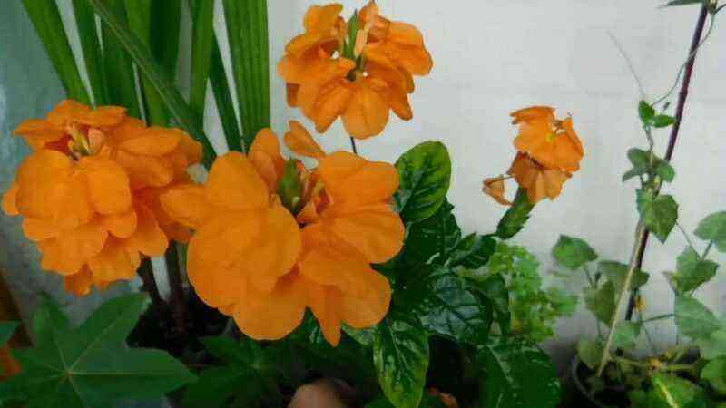 Crossandra: we grow a fireworks flower at home without problems