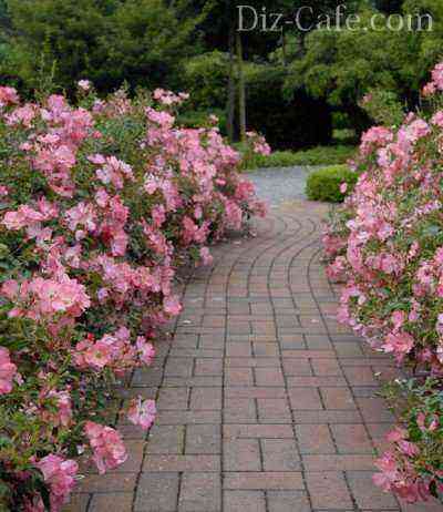 Groundcover Rose Borders
