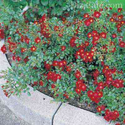 Flowerbed of red ground cover roses