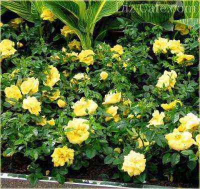 Yellow ground cover roses