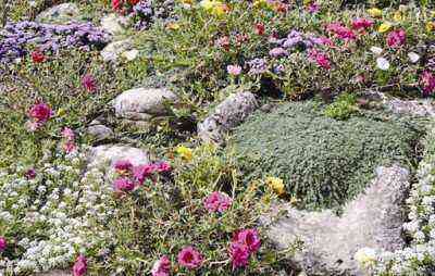 Groundcover rose in a rock garden