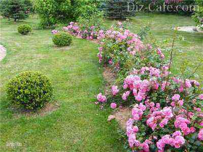 Free-form flower bed with ground cover roses