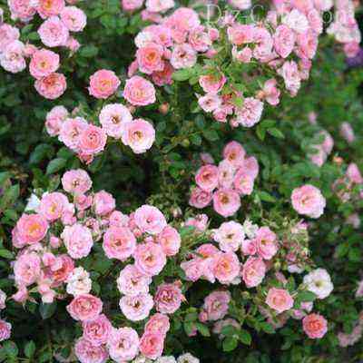 Terry ground cover rose color
