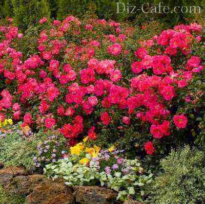 Hedge with ground cover roses