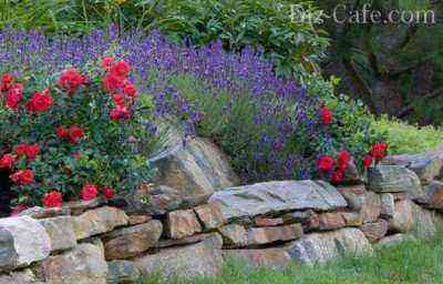 Groundcover rose with lavender