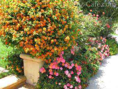 Ground cover roses in flowerpots by the stairs