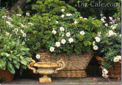 White ground cover roses in vine containers