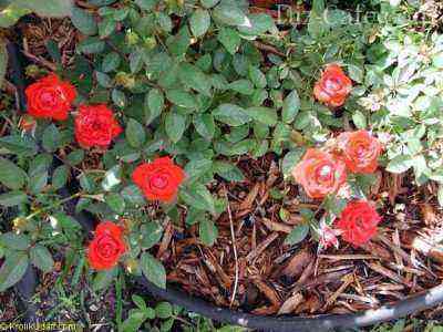 Mulching planting ground cover roses
