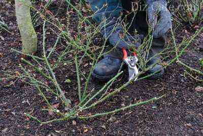 Pruning ground cover roses