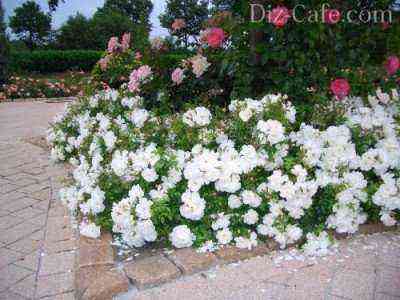 White ground cover roses border