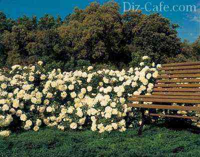 Groundcover rose by the bench