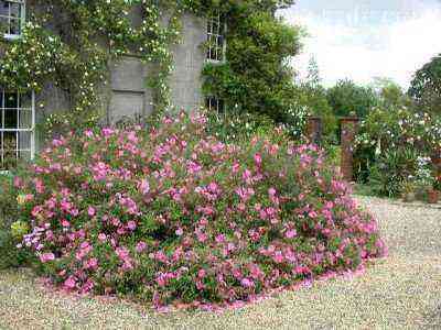 A flower bed at the house of ground cover roses