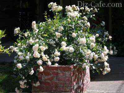 Groundcover rose in a brick raised flower bed
