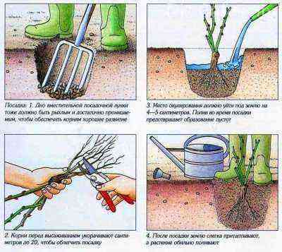 Planting a ground cover rose with an open root system