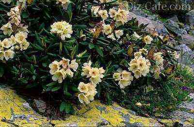 Rododendro caucásico