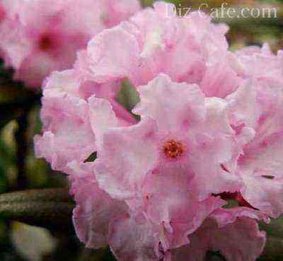Rhododendron Adams
