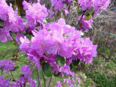 Rhododendron Ledebour
