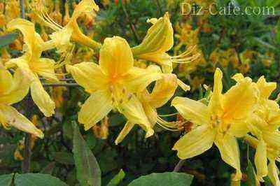 Rhododendron yellow