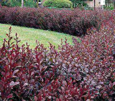 A hedge of flowering shrubs