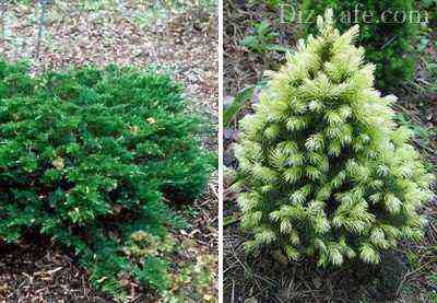 Dwarf conifers juniper and canadian spruce