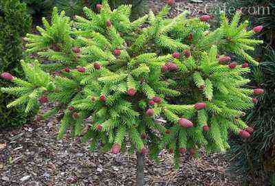 Standard form of a dwarf spruce