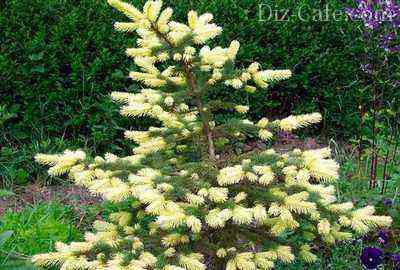 Picea pungens "Maigold"