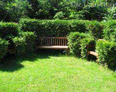 Cozy corner in a coniferous garden