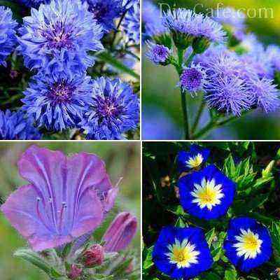 Flower garden in blue-violet shades