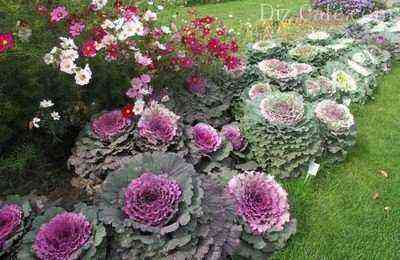 Flower garden decoration with ornamental cabbage