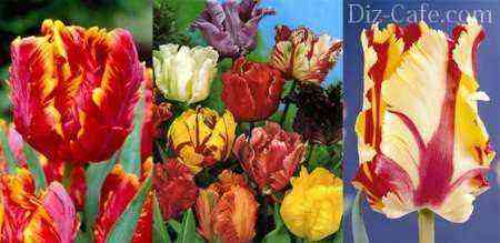 Parrot tulip varieties