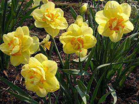 Double daffodils