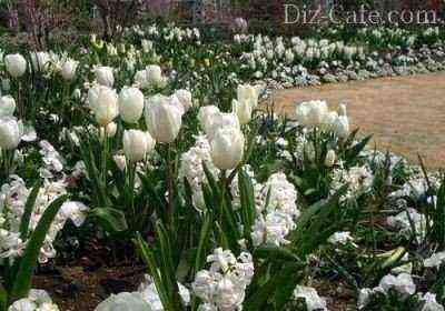 White flower bed
