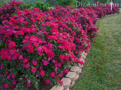 Elongated flower bed of roses