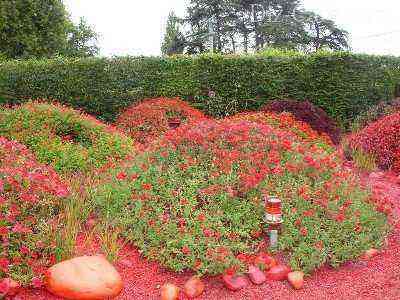 Red flower bed