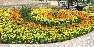 A flower bed of marigolds