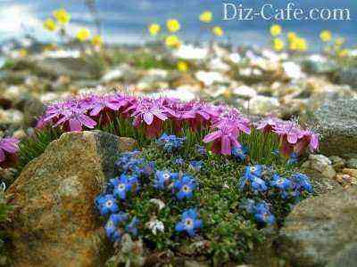Flowers in the rock garden