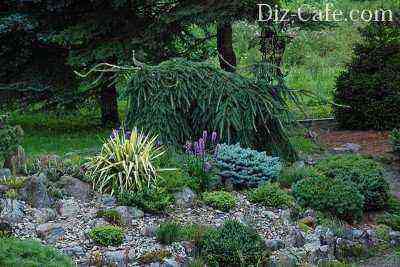 Rock garden with conifers