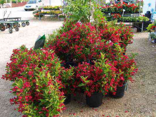 Weigela seedlings in containers