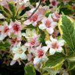 Weigela variegated in flowers
