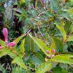 Weigela Ruby Star not blossomed