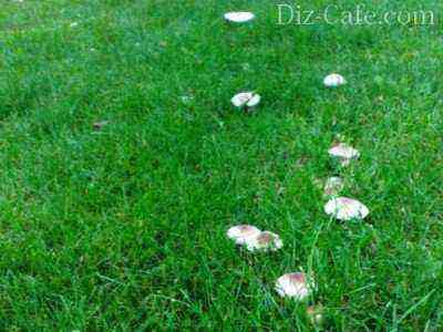 Mushrooms on the lawn