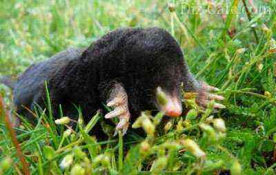 Mole on the lawn