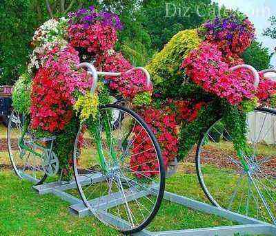 Spectacular flower arrangement on bicycles