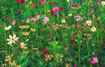 A variegated and vibrant Moorish meadow