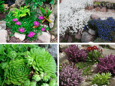 Plants for a flower garden
