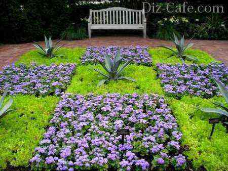 Flower bed from ageratum