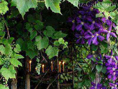 Beautiful flowering plants for vertical gardening